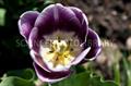 Tulipa Gesneriana